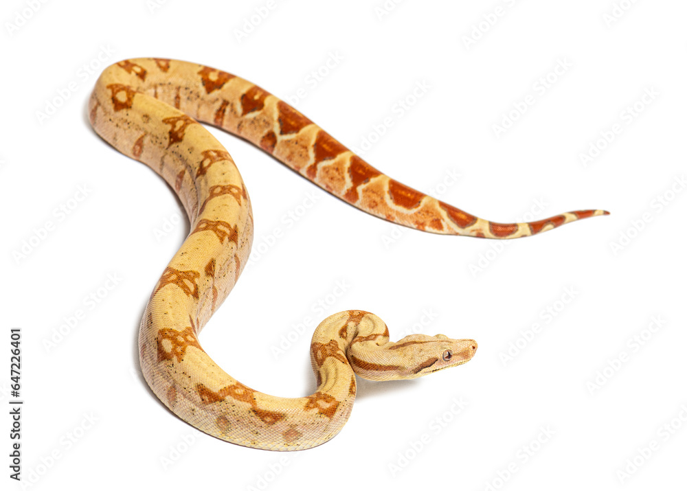 VPI sunglow het Anery Boa constrictor, isolated on white VPI sunglow het Anery Boa constrictor, isolated on white