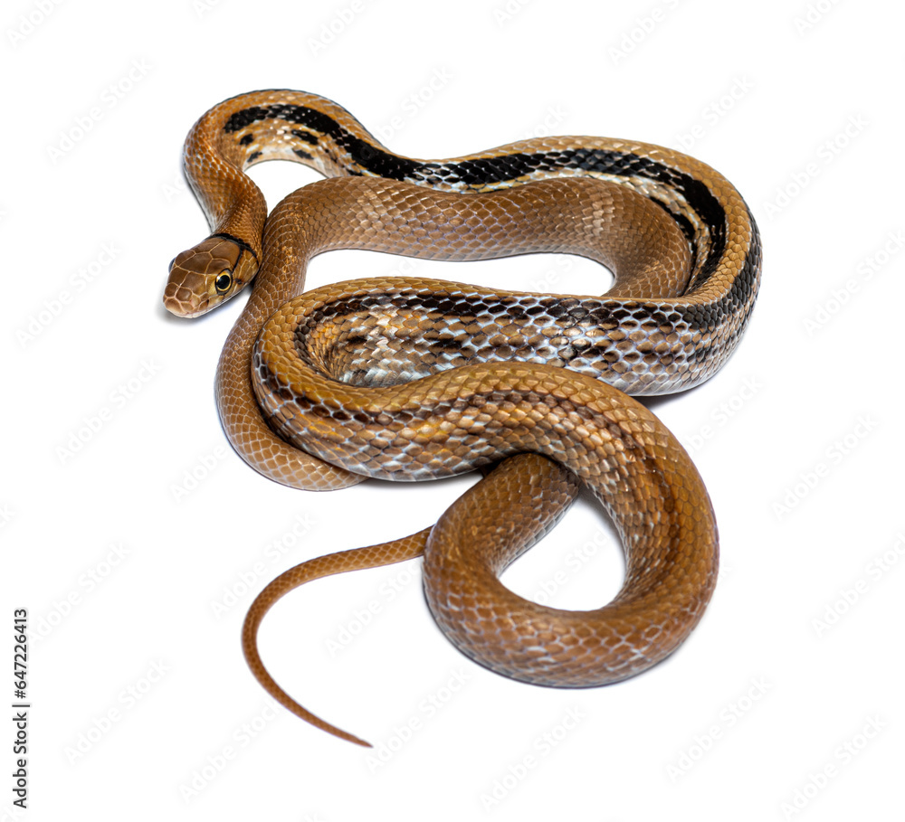 Copperhead rat snake tongue out, Coelognathus radiatus, isolated on white Copperhead rat snake tongue out, Coelognathus radiatus, isolated on white