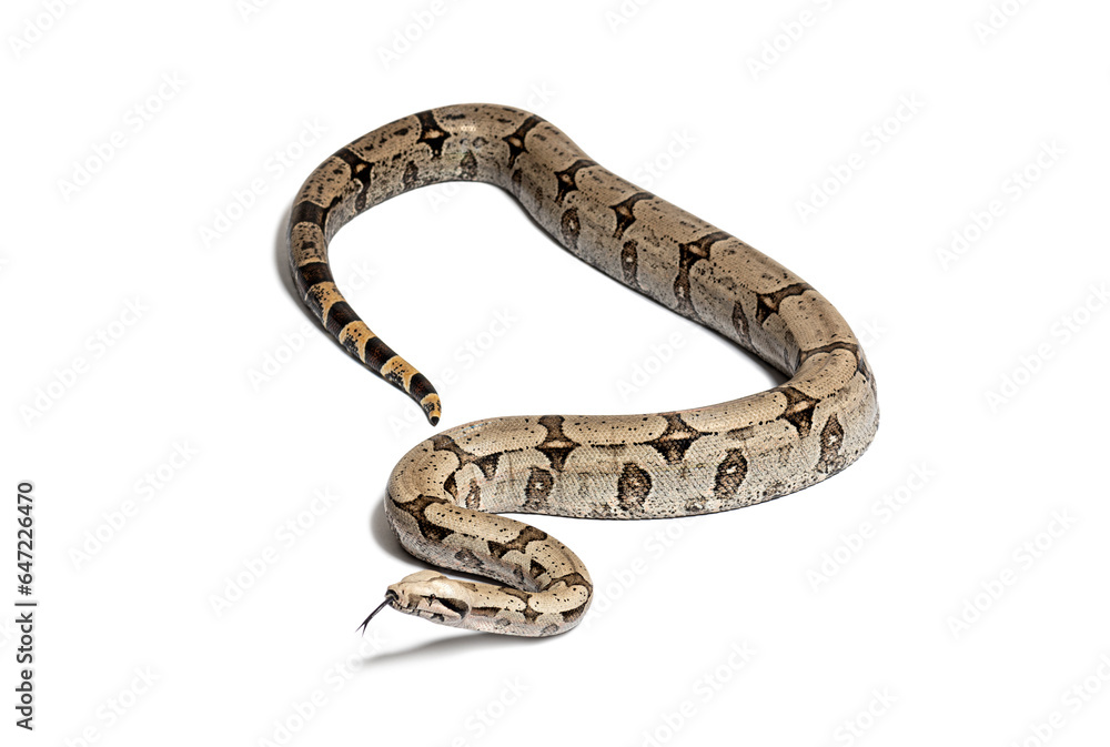 Boa constricteur sniffing with tongue out, isolated on white Boa constricteur sniffing with tongue out, isolated on white