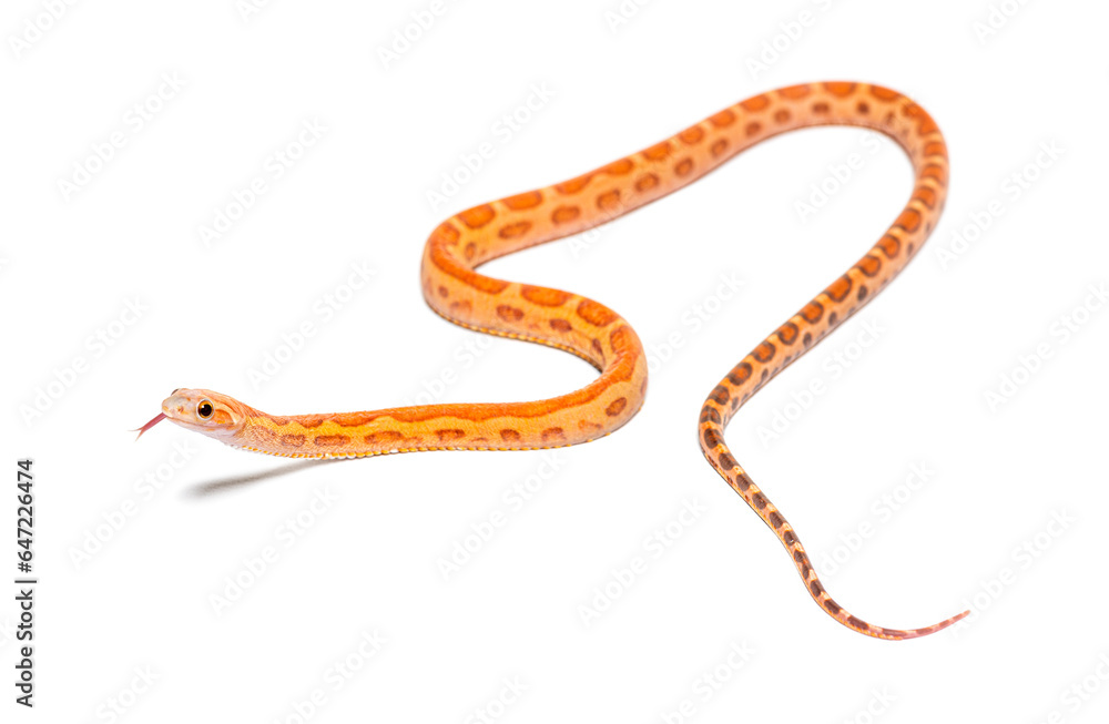 Fototapeta premium pantherophis guttatus scaleless, isolated on white