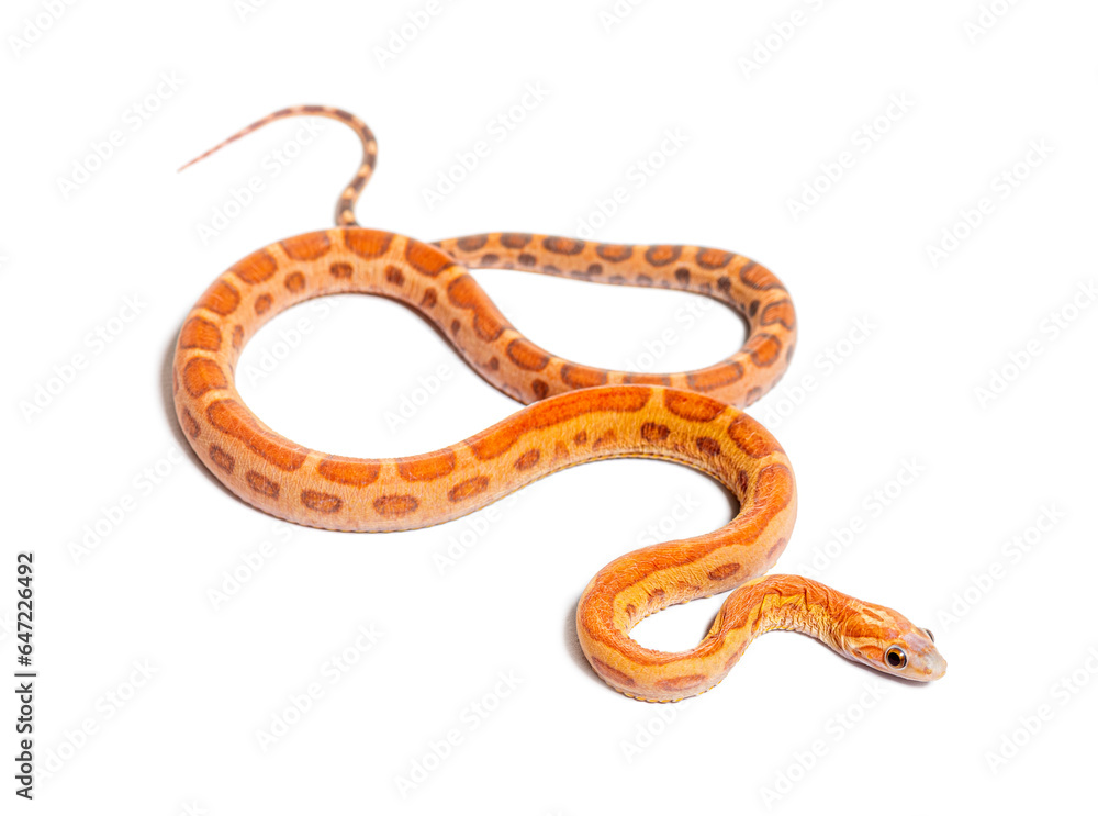 pantherophis guttatus scaleless, isolated on white pantherophis guttatus scaleless, isolated on white