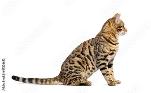 Side view of a Bengal cat sitting, looking away, isolated on white