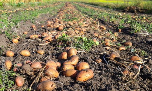 Freshly dug ripe potatoes in beds in a field close-up. Growing potatoes at home in the garden, harvesting potatoes, Potatoes have not yet been harvested. Agribusiness. The concept of a good harvest.
