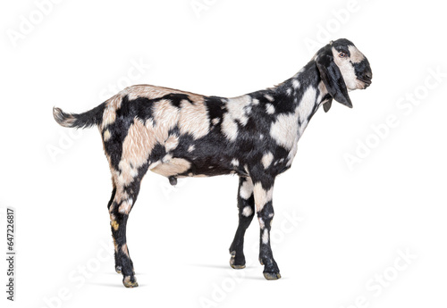 Side view of a Anglo-Nubian goat or Nubian, isolated on white