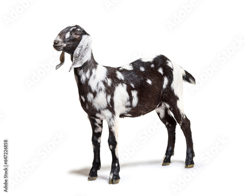 Side view of a Anglo-Nubian goat or Nubian  isolated on white