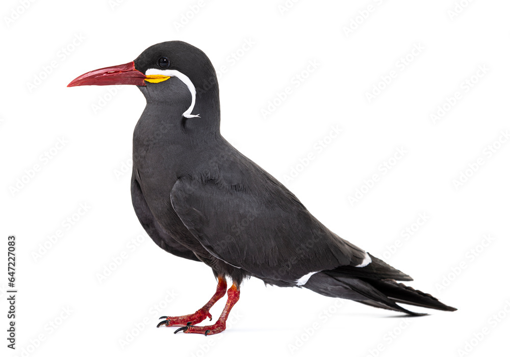Fototapeta premium Inca tern, Larosterna inca, isolated on white