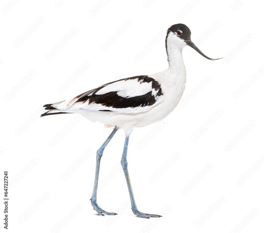 Pied avocet, Recurvirostra avosetta, black and white wader, stilt family, isolated on white Pied avocet, Recurvirostra avosetta, black and white wader, stilt family, isolated on white