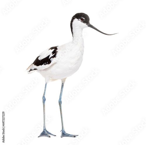 Pied avocet, Recurvirostra avosetta, black and white wader, stilt family, isolated on white