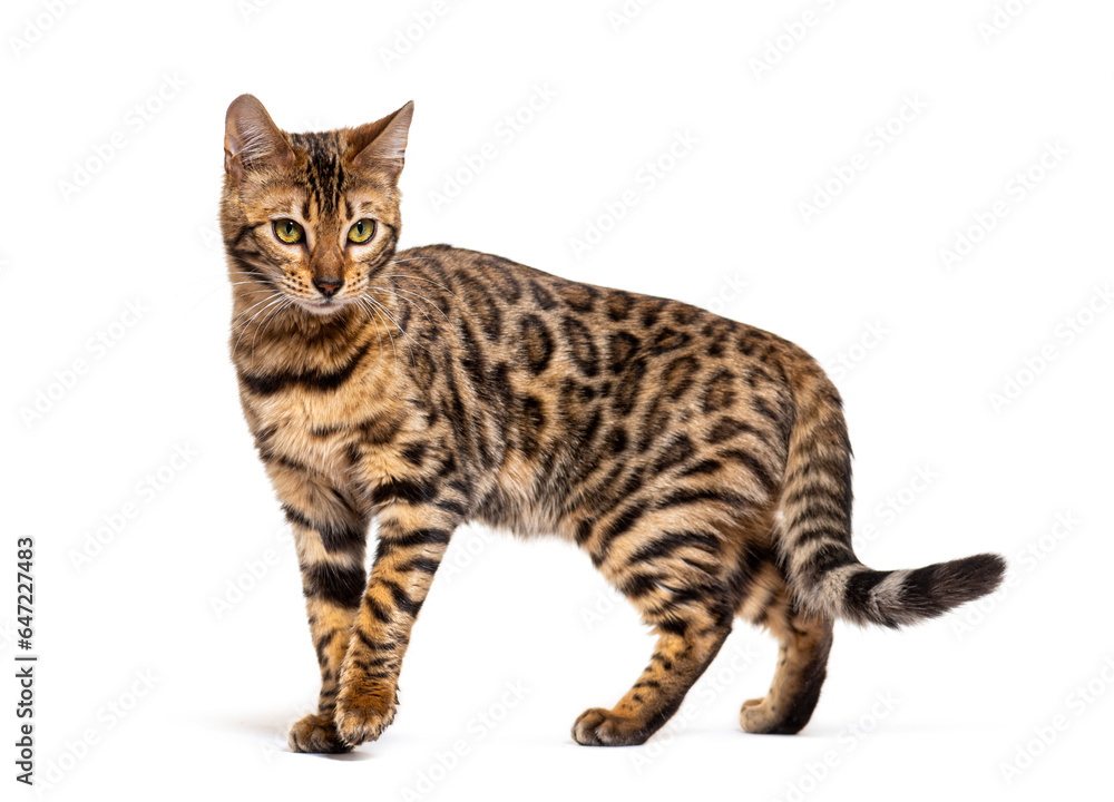 Fototapeta premium Bengal cat marking the stop and looking away, isolated on white