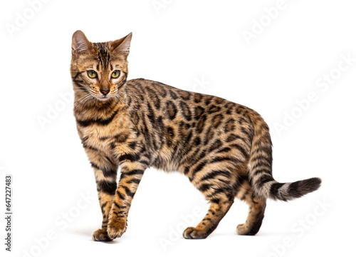 Bengal cat marking the stop and looking away, isolated on white