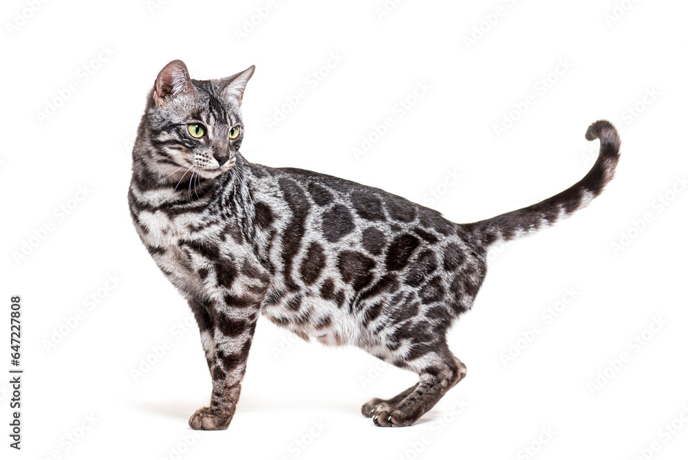 Standing Silver Bengal cat looking back tail up, isolated on white Standing Silver Bengal cat looking back tail up, isolated on white