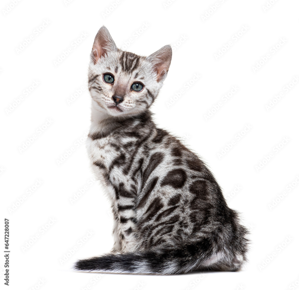 side view of a sitting blue eyed Bengal cat kitten, isolated on white