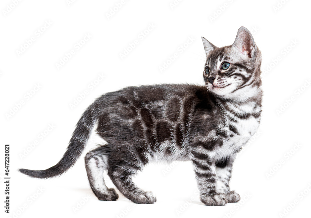 side view of a blue eyed Bengal cat kitten, isolated on white side view of a blue eyed Bengal cat kitten, isolated on white