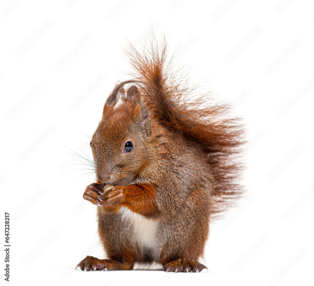 Eurasian red squirrel eating a nut, sciurus vulgaris, one year old, isolated on white Eurasian red squirrel eating a nut, sciurus vulgaris, one year old, isolated on white