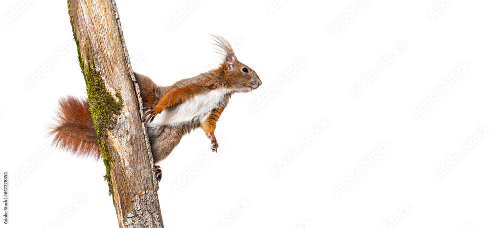 Fototapeta premium Eurasian red squirrel climbs a tree branch by clinging to the bark with its claws, sciurus vulgaris, isolated on white
