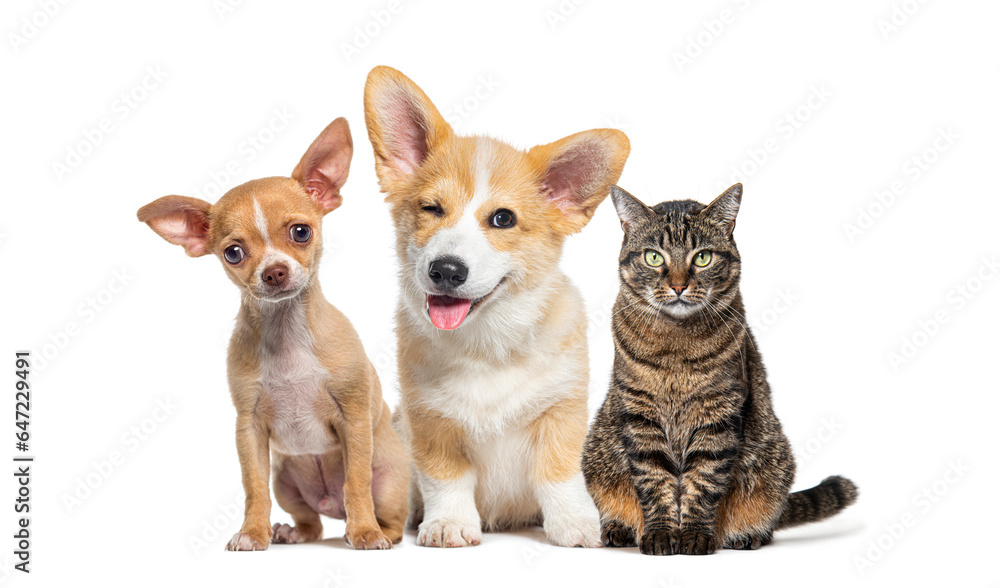 Friendly alert Pets together side by side in a row looking at the camera, isolated on white Friendly alert Pets together side by side in a row looking at the camera, isolated on white