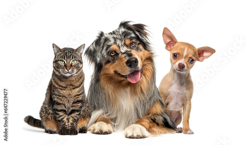 Fototapeta Naklejka Na Ścianę i Meble -  Friendly alert Pets together side by side in a row looking at the camera, isolated on white