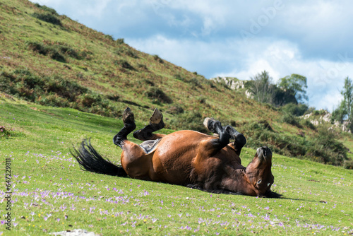 Un caballo tumbado con las patas para arriba. Ganando la cebada.