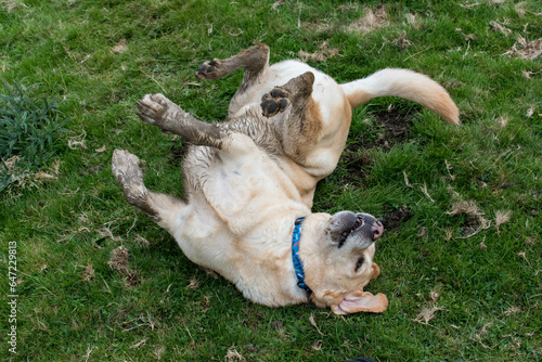 Un perro tumbado con las patas hacia arriba