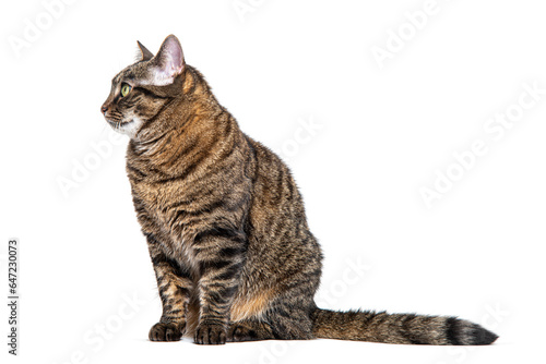 Side view of a sitting Tabby crossbreed cat looking away  isolated on white