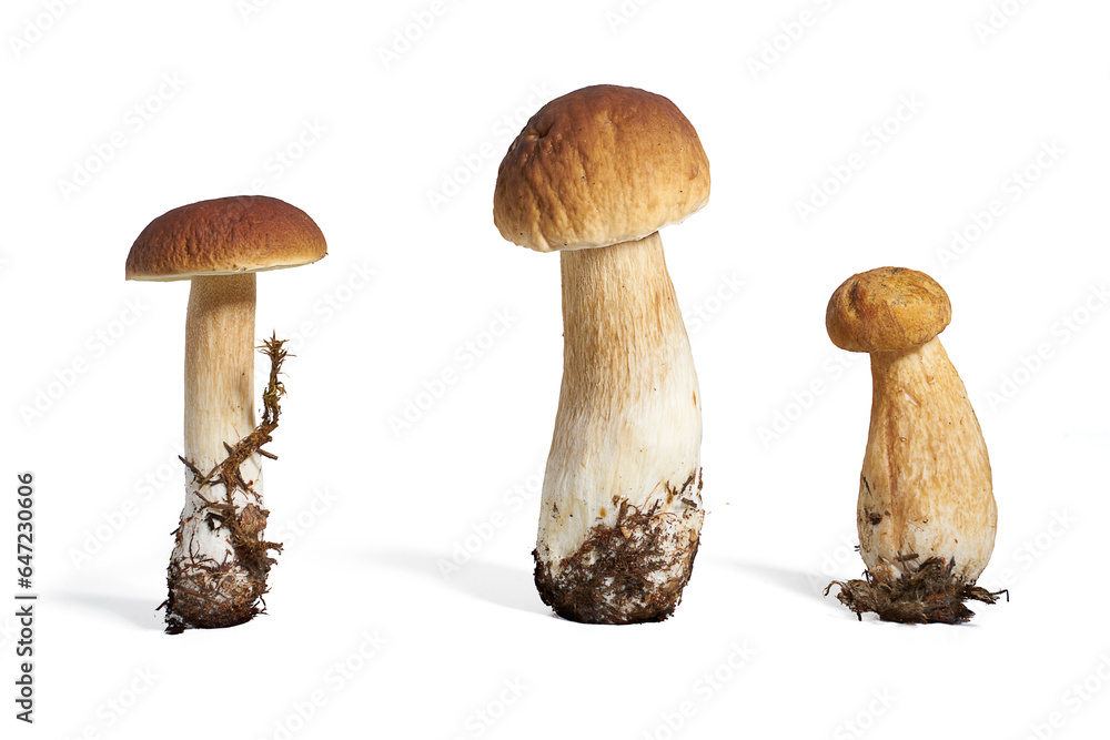Boletus Edulis Mushroom isolated on white background Boletus Edulis Mushroom isolated on white background