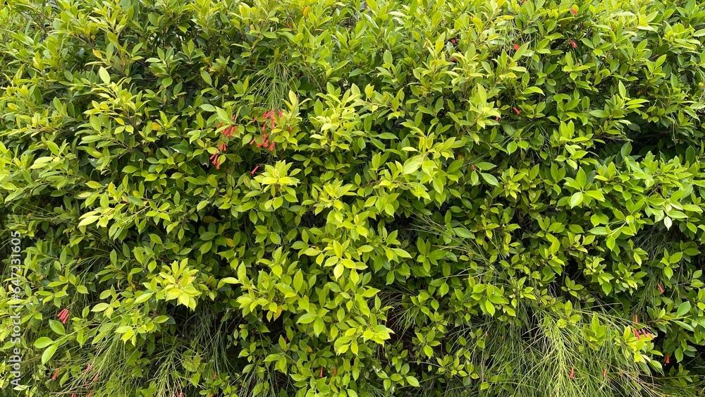 green moss on a wall green moss on a wall
