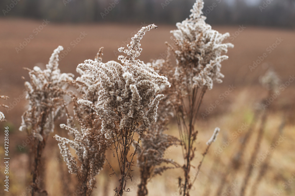 Dry soft flowers in the field on beige background.