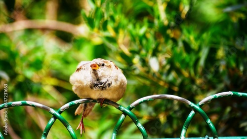 Moineaux friquet juv  nile  oiseau commun perch   dans un jardin de Paris