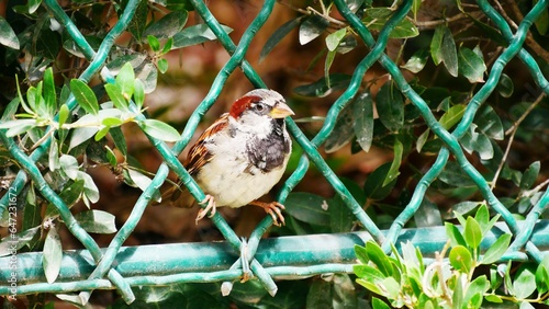 Bild auf Leinwand Moineaux friquet mâle, oiseau commun perché dans un jardin de Paris