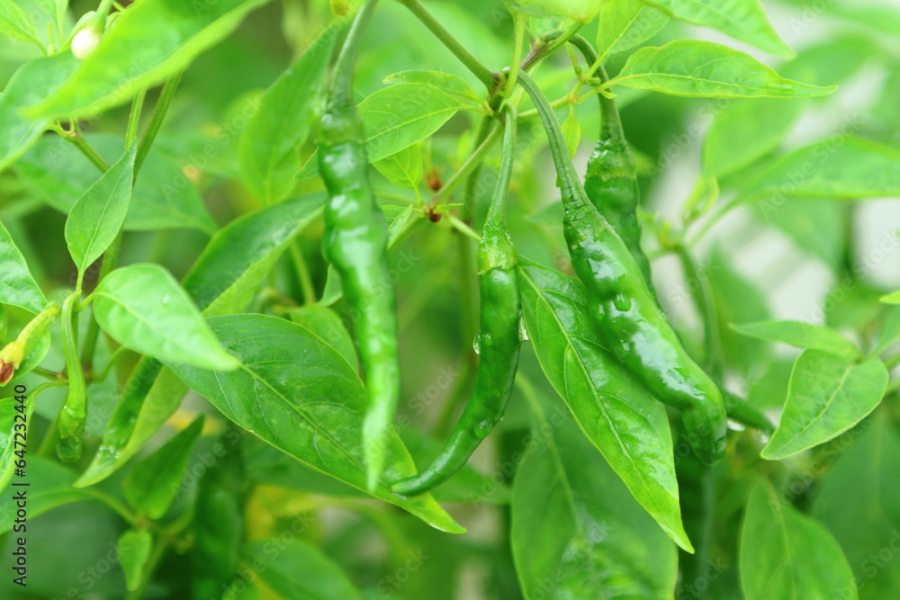 Green chilies on a chili plant with raindrops on them Green chilies on a chili plant with raindrops on them