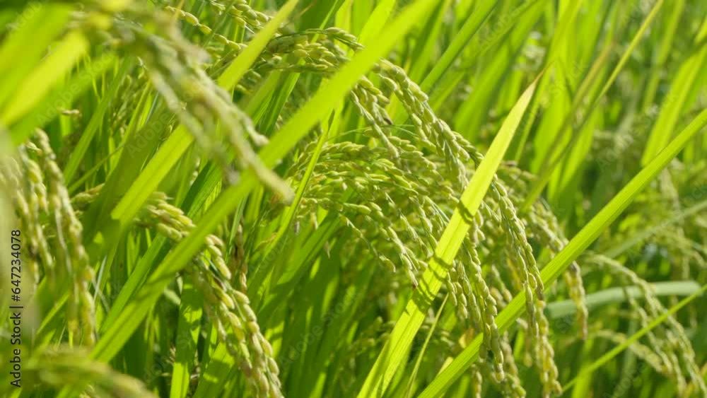 Rice Crop in the Breeze, Autumn, South Korea Rice Crop in the Breeze, Autumn, South Korea