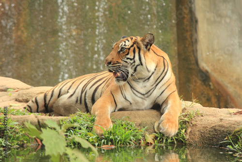 Malayan Tiger  from a specific population of the Panthera tigris subspecies