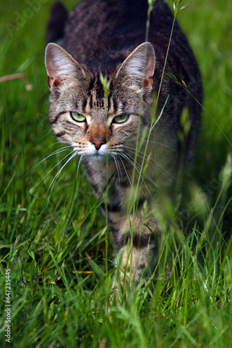 Katze pirscht durchs hohe Gras