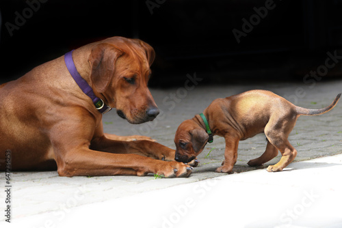 Mutter mit Welpe  Rhodesian Ridgeback  Rassehund  wundersch  n  Hund