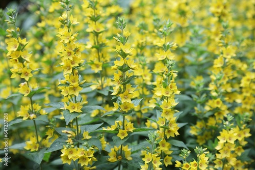 Gelbe Blüten Whorled Loosestrife, Lysimachia, Sommergarten, gelbe Blumen Natur, blühende gelbe Blumen