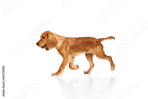 Smart, purebred dog, English cocker spaniel in motion, walking, running isolated on white background. Concept of domestic animals, pet care, vet, action and motion, love, friend. Copy space for ad