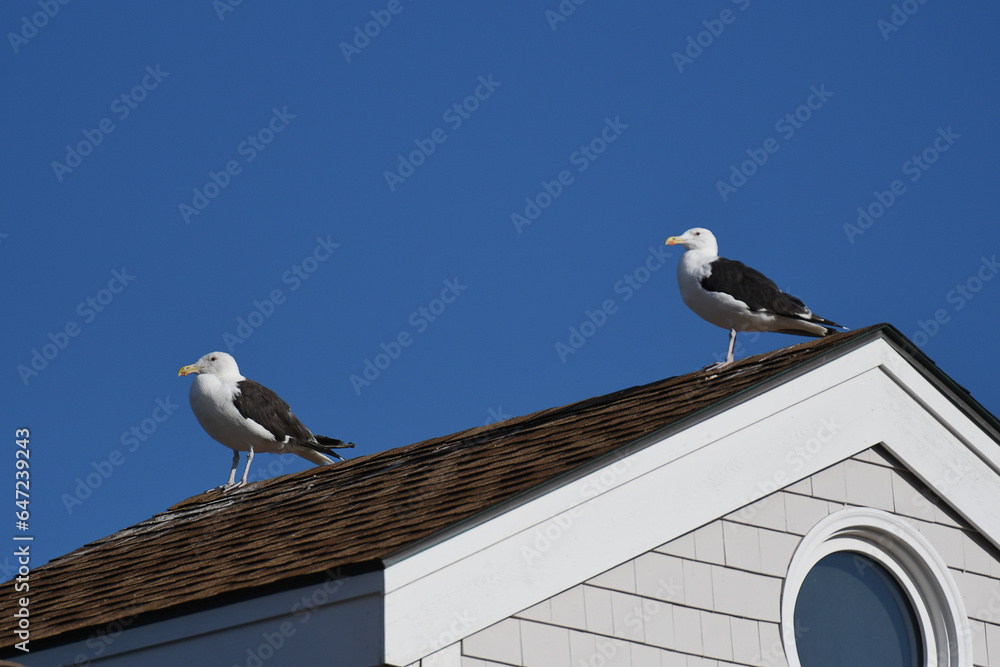 Great Black-backed Gulls perched on top of a roof, under a clear blue sky Great Black-backed Gulls perched on top of a roof, under a clear blue sky