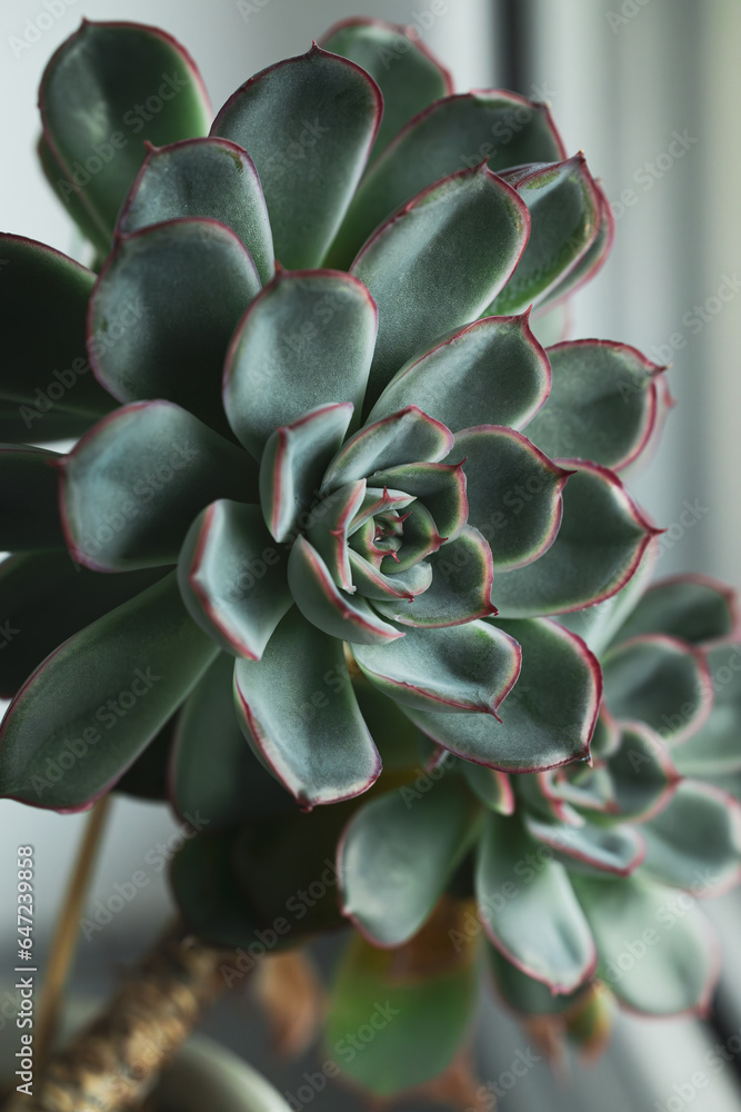 close up of a succulent close up of a succulent