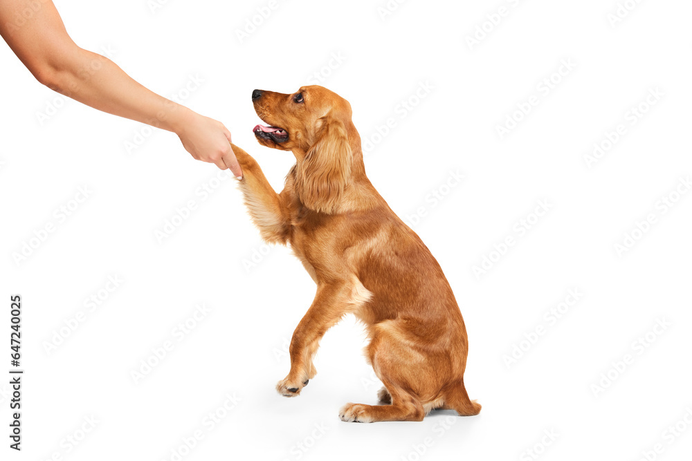 Beautiful, cute dog, English cocker spaniel giving paw, calmly sitting isolated on white background. Concept of domestic animals, pet care, vet, action and motion, love, friend. Copy space for ad