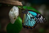 Transformation of a cocoon into a magnificent butterfly. Generative AI