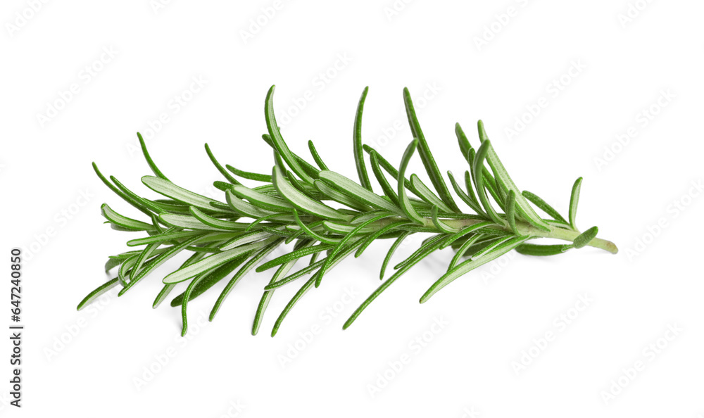 Sprig of fresh rosemary isolated on white Sprig of fresh rosemary isolated on white