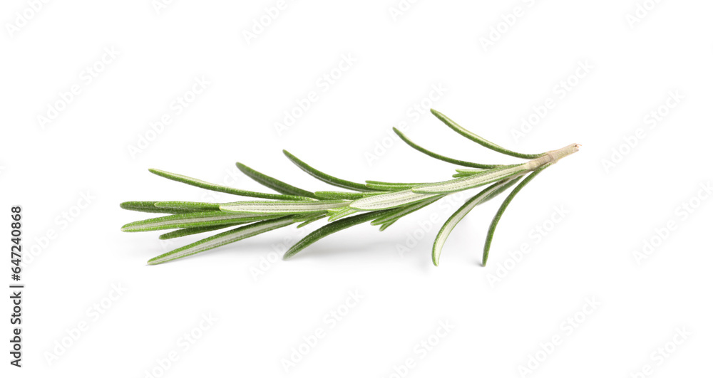 Fototapeta premium Sprig of fresh rosemary isolated on white