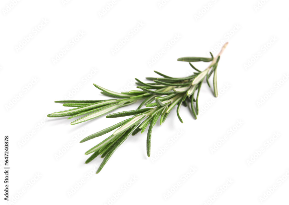 Fototapeta premium Sprig of fresh rosemary isolated on white