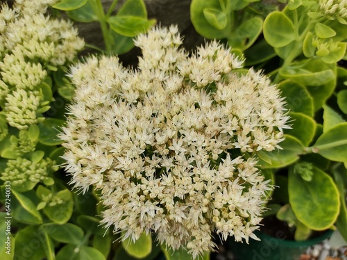 Sedum spectabile 'Stardust'
