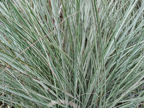 Photos Miscanthus sinensis 'Morning Light'