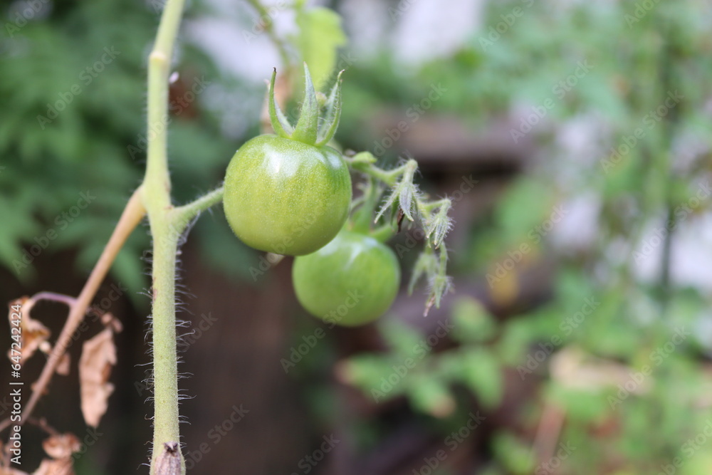 Fototapeta premium unripe tomatoes in a belgian garden in september
