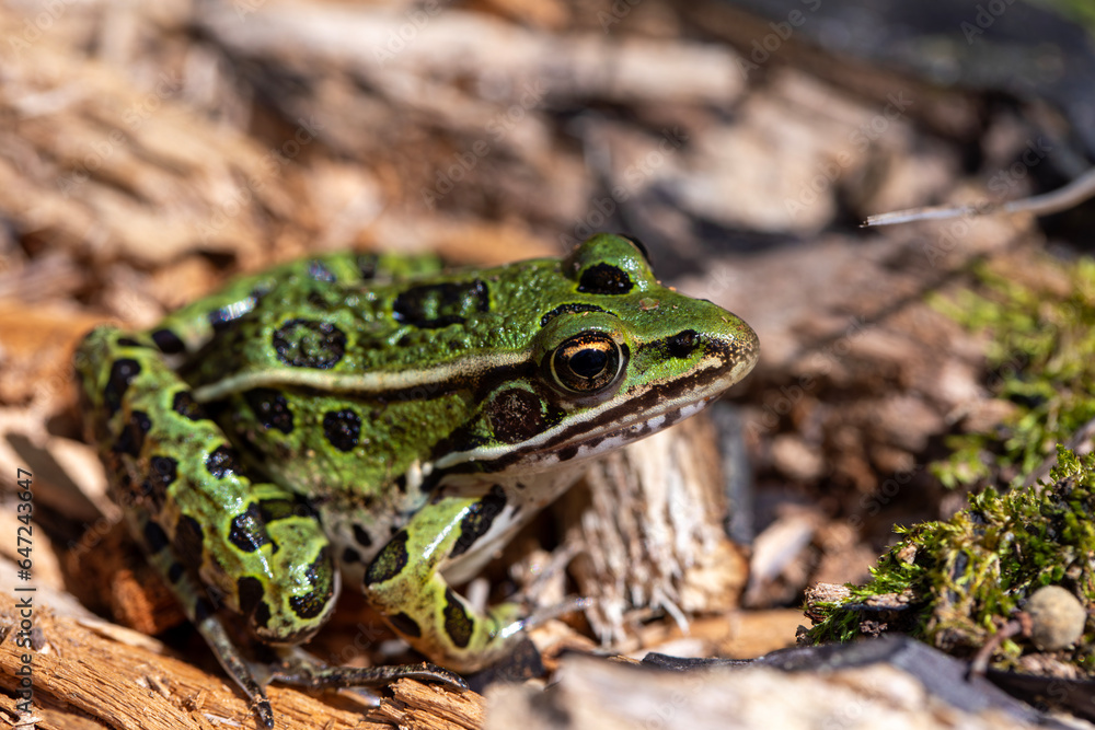 Fototapeta premium A green northern leopard frog perched on a log in Rondeau Provincial Park.