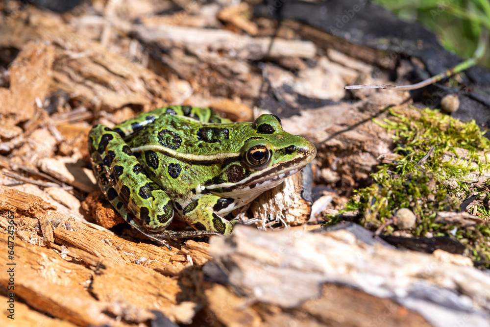 A green northern leopard frog perched on a log in Rondeau Provincial Park. A green northern leopard frog perched on a log in Rondeau Provincial Park.