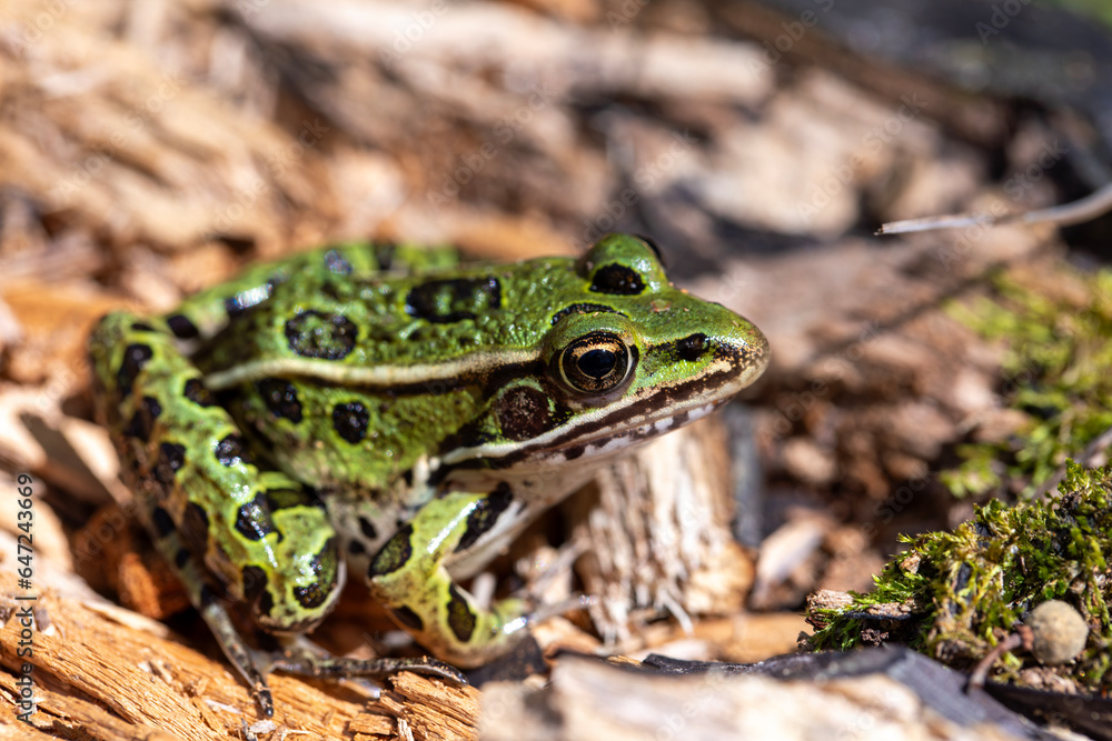 A green northern leopard frog perched on a log in Rondeau Provincial Park. A green northern leopard frog perched on a log in Rondeau Provincial Park.