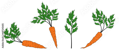 Set of fresh orange carrots in simple flat style. Vector illustration of whole vegetables with tops, leaves, on a white background. Elements for eco design.